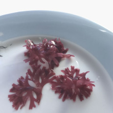 Table 181 Irish Moss Red Seaweed 30g