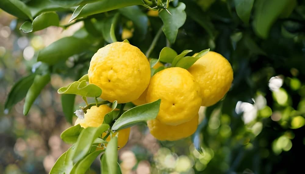 Fresh Yuzu
